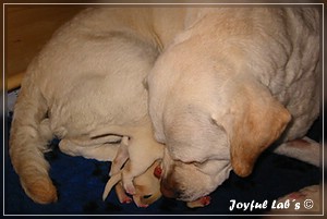 Joyful Labs B Wurf