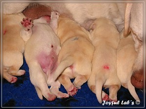 Joyful Labs B Wurf