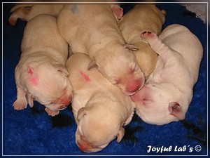 Joyful Labs B Wurf