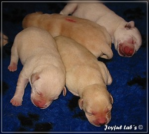 Joyful Labs B Wurf