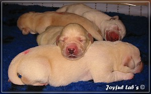 Joyful Labs B Wurf