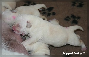 Joyful Labs B Wurf