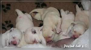 Joyful Labs B Wurf