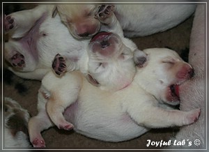 Joyful Labs B Wurf