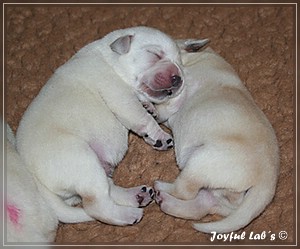 Joyful Labs B Wurf