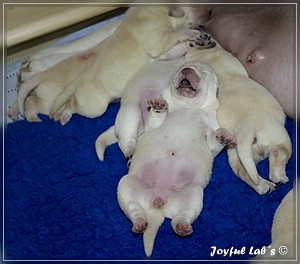 Joyful Labs B Wurf