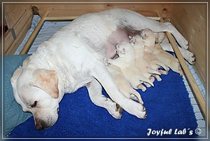 Joyful Labs B Wurf