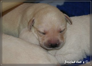 Joyful Labs B chen