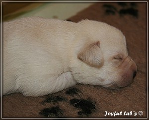 Joyful Labs B chen