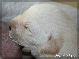 Joyful Labs B chen