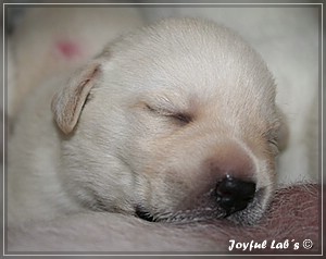 Joyful Labs B chen