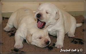 Joyful Labs B chen