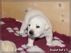 Joyful Labs B chen