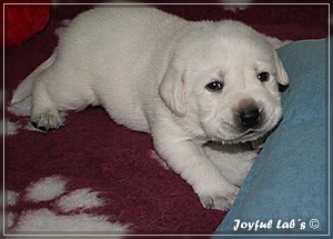 Joyful Labs B chen