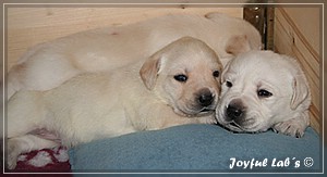 Joyful Labs B chen