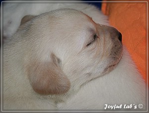 Joyful Labs B chen