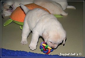 Joyful Labs B chen