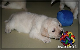 Joyful Labs B chen