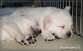 Joyful Labs B chen