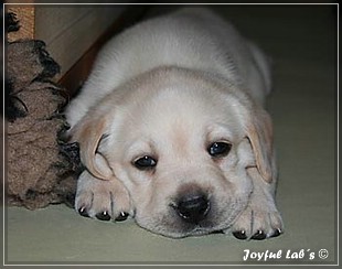 Joyful Labs B chen