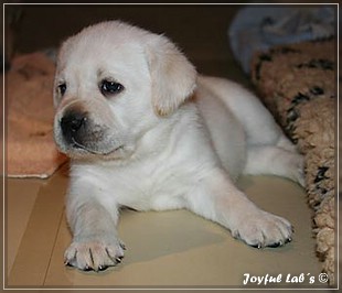 Joyful Labs B chen