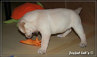 Joyful Labs B chen