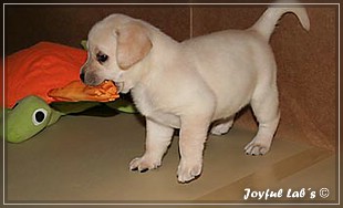 Joyful Labs B chen