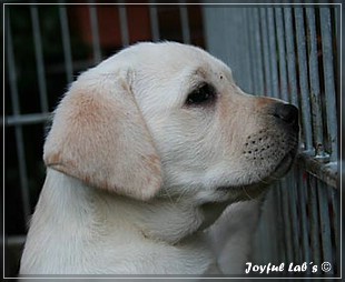 Joyful Labs B -chen