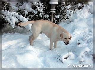 Joyful Lab's Bombastic Boy