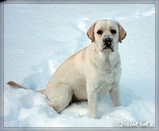 Joyful Lab's Bombastic Boy