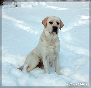 Joyful Lab's Bombastic Boy