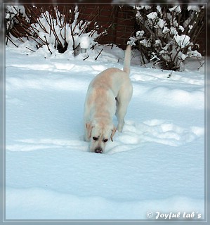 Joyful Lab's Bombastic Boy