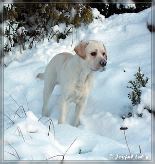 Joyful Lab's Bombastic Boy