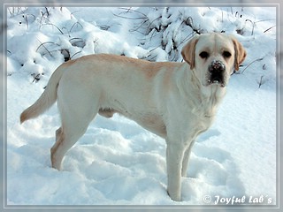 Joyful Lab's Bombastic Boy