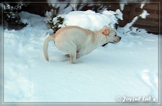 Joyful Lab's Bombastic Boy