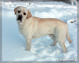 Joyful Lab's Bombastic Boy