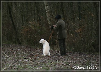 Joyful Lab's B -chen