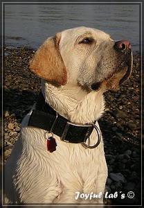 Joyful Labs Absolute Power Boy