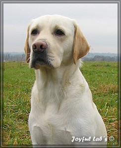 Joyful Labs Adventure Boy