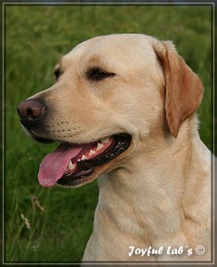 Joyful Labs Always Happy Girl