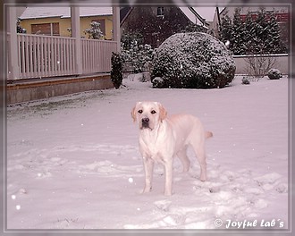 Joyful Lab's Bright Girl