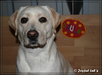 Joyful Lab's Bubbly Girl