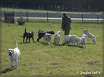 Wesenstest der Joyful Lab's B -chen