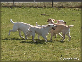 Wesenstest der Joyful Lab's B -chen