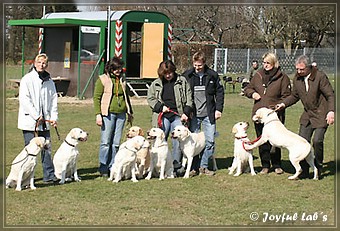 Wesenstest der Joyful Lab's B -chen