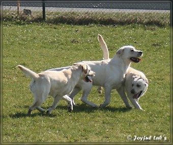 Wesenstest der Joyful Lab's B -chen