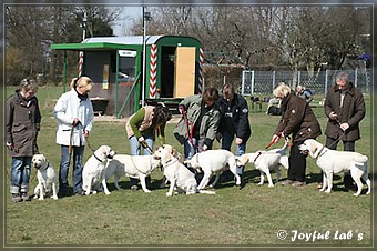 Wesenstest der Joyful Lab's B -chen