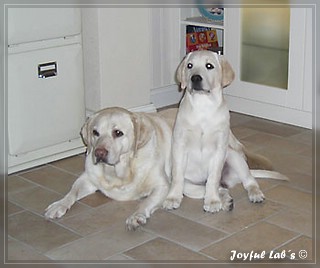 Joyful Lab's Bright Girl