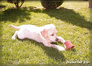 Joyful Lab's Bright Girl