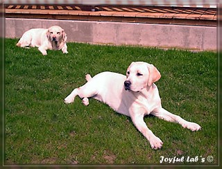 Joyful Lab's Bright Girl